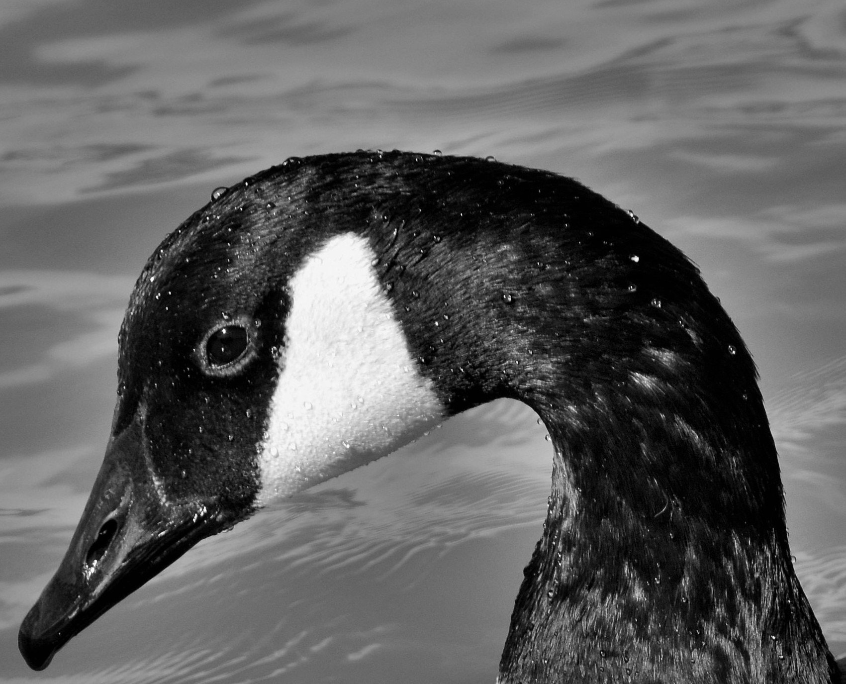 Nikon D7000 sample photo. (brooding) photography