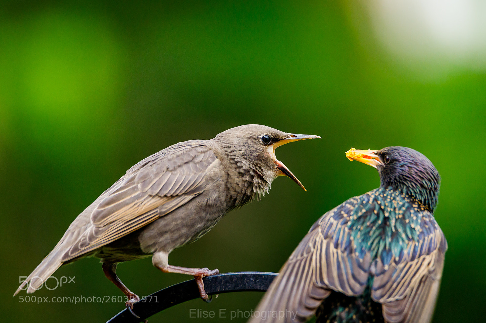 Canon EOS 6D Mark II sample photo. Starling feeding it's baby photography
