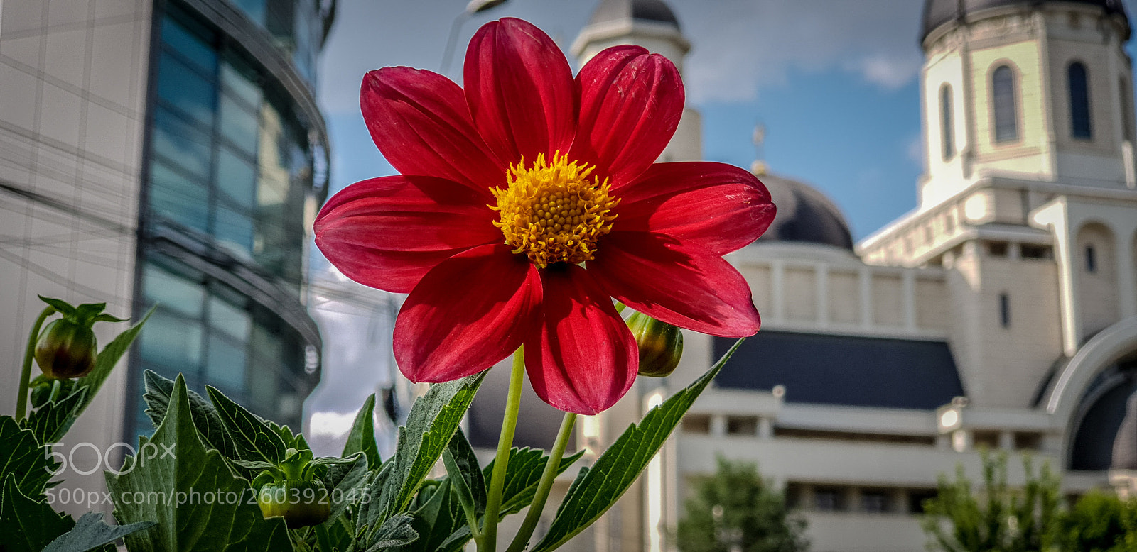 Samsung Galaxy S9+ sample photo. Summer's here photography