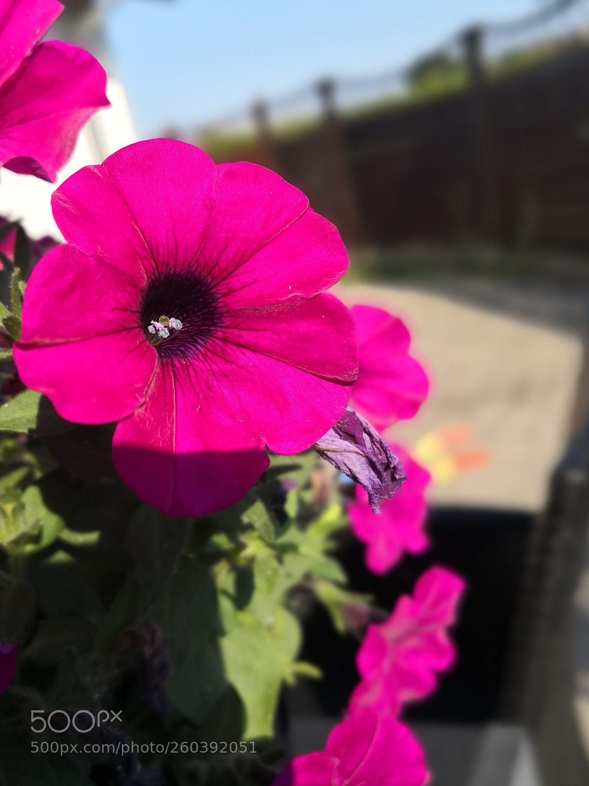 HUAWEI Mate 10 Pro sample photo. My purple life photography
