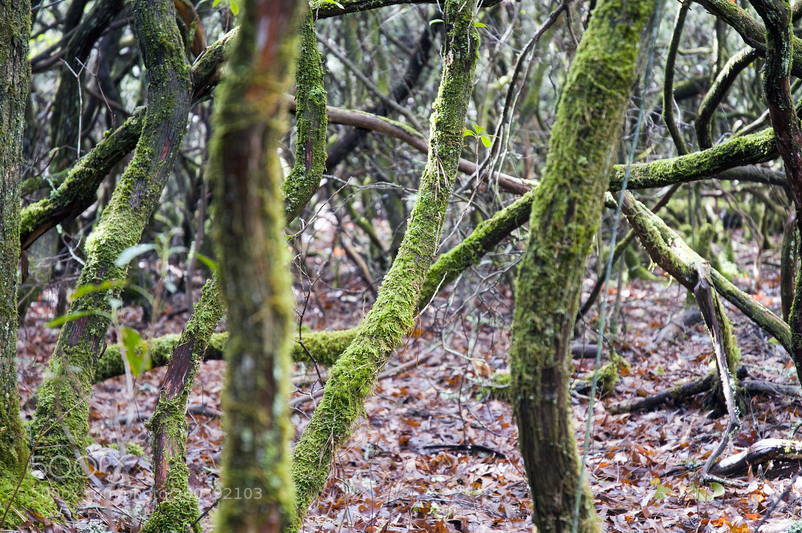 Nikon D300 sample photo. Rhododendron trees photography