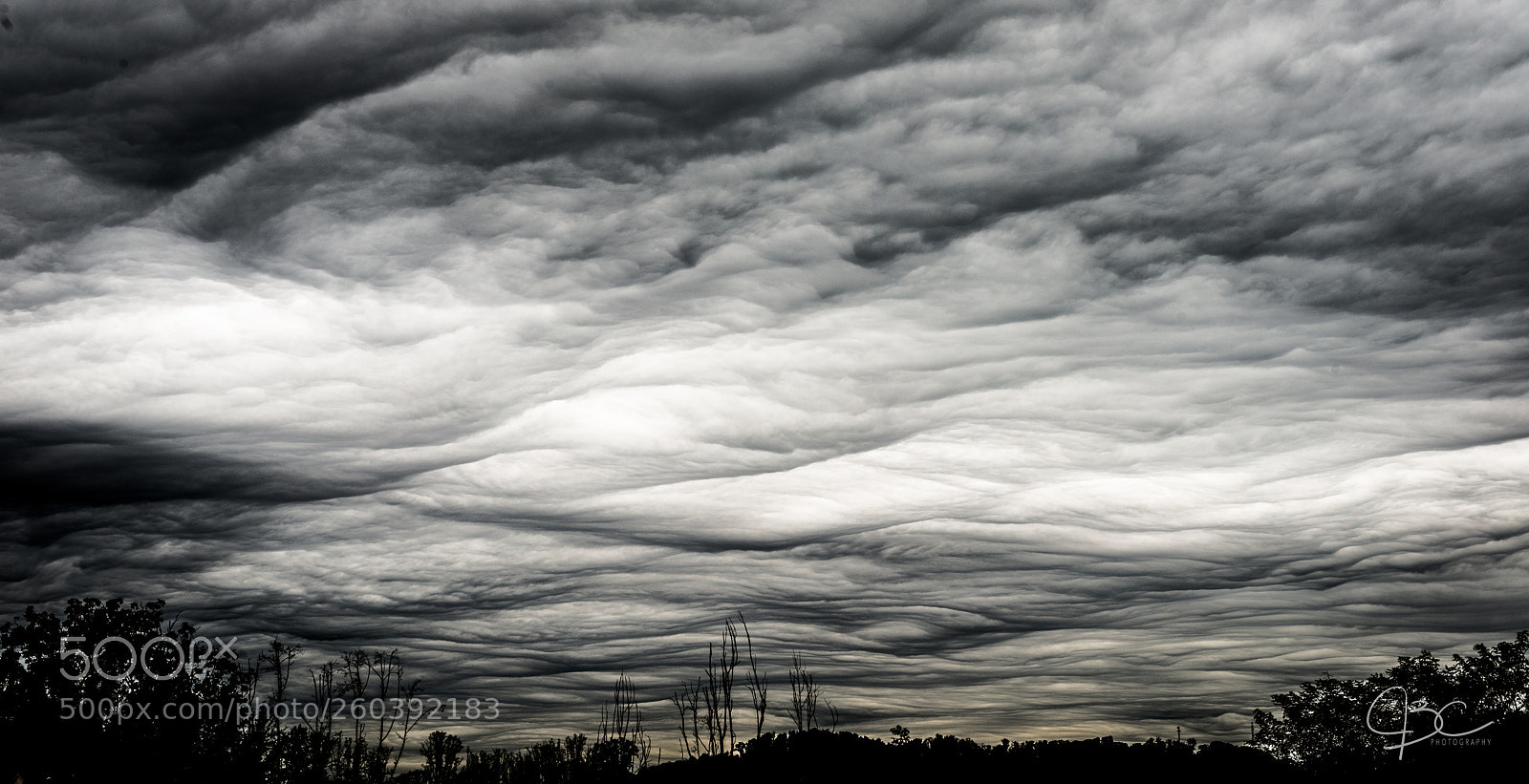 Nikon D800 sample photo. Undulatus asperatus photography