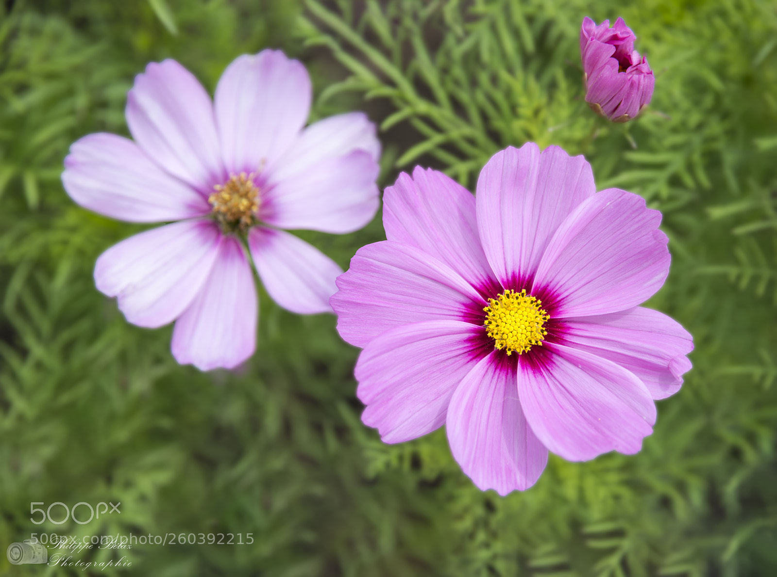 Nikon D800E sample photo. Au coeur du cosmos... photography