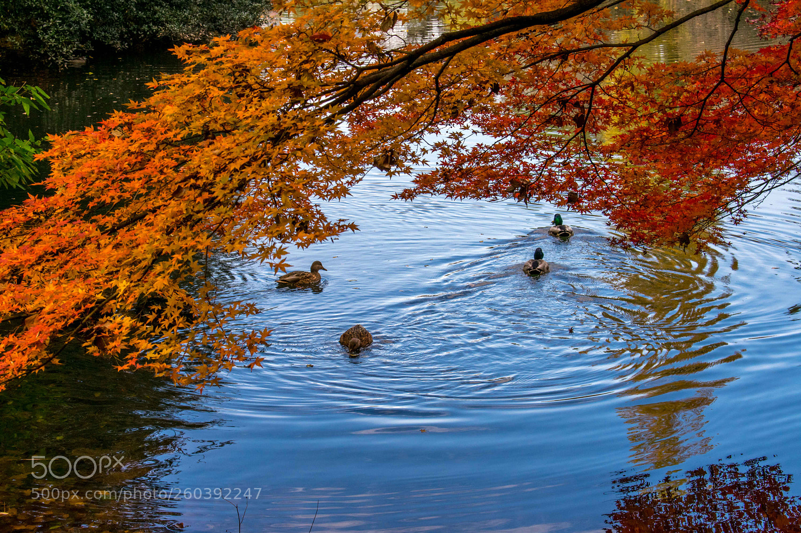 Nikon D3400 sample photo. Ducks photography