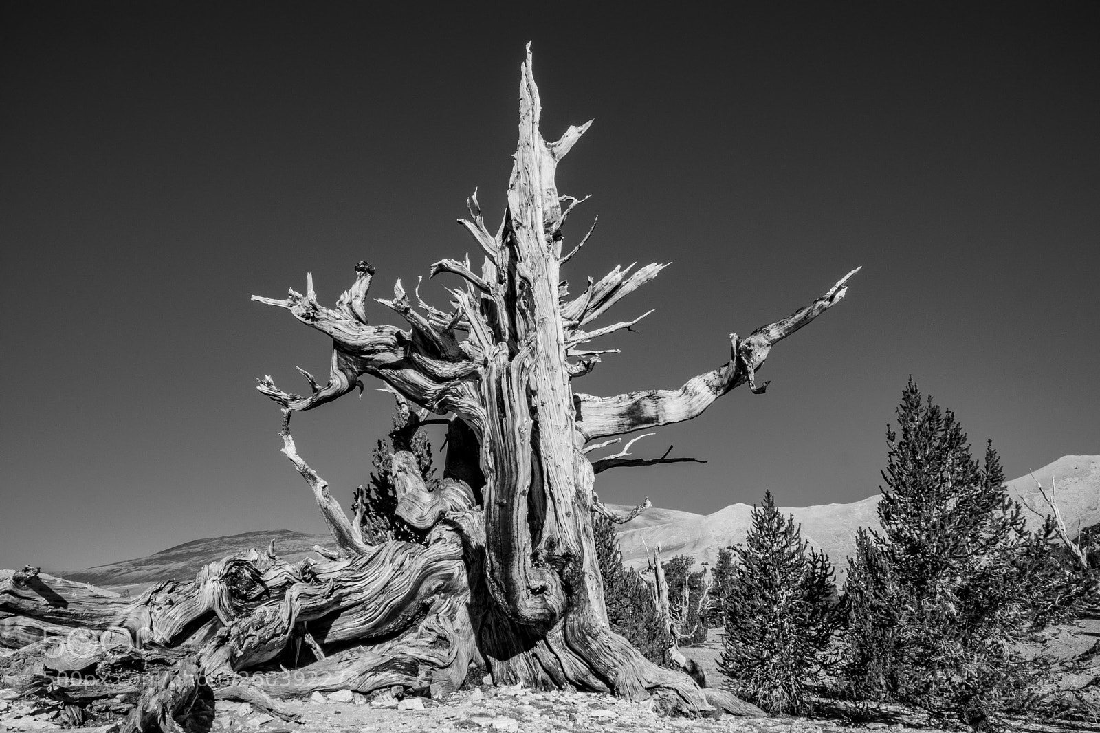 Canon EOS 80D sample photo. Bristlecone photography