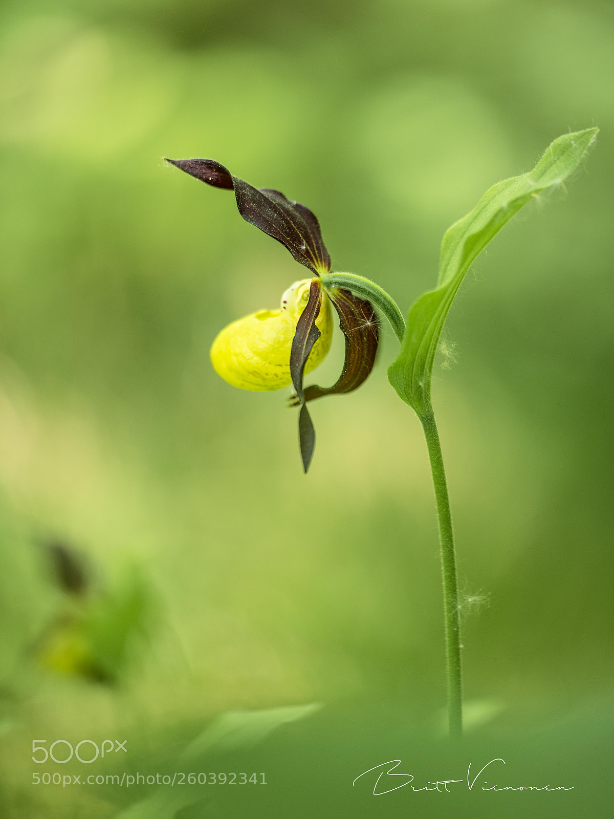 Nikon D750 sample photo. Lady's slipper photography