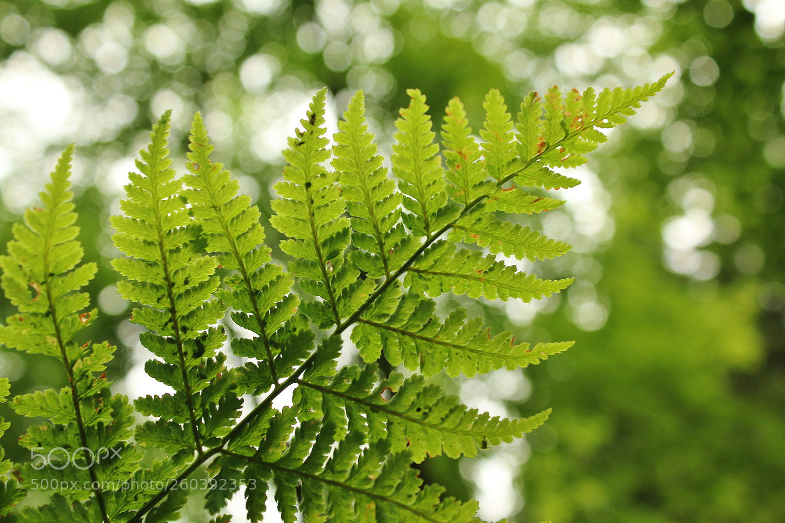 Canon EOS 70D sample photo. Fresh green . photography