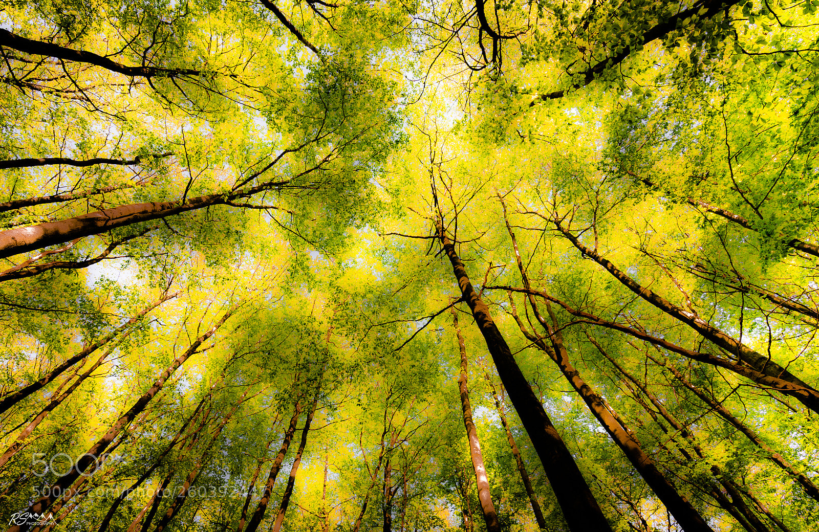 Sony a7R II sample photo. Tree crowns photography