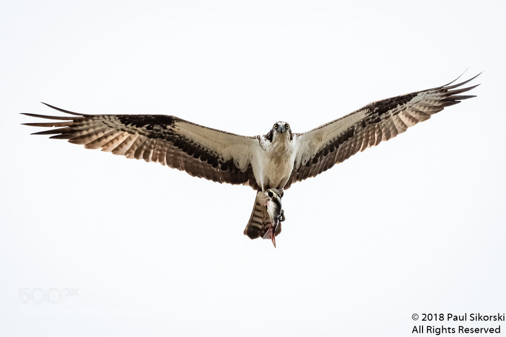 Nikon D500 sample photo. The fish hawk flying photography