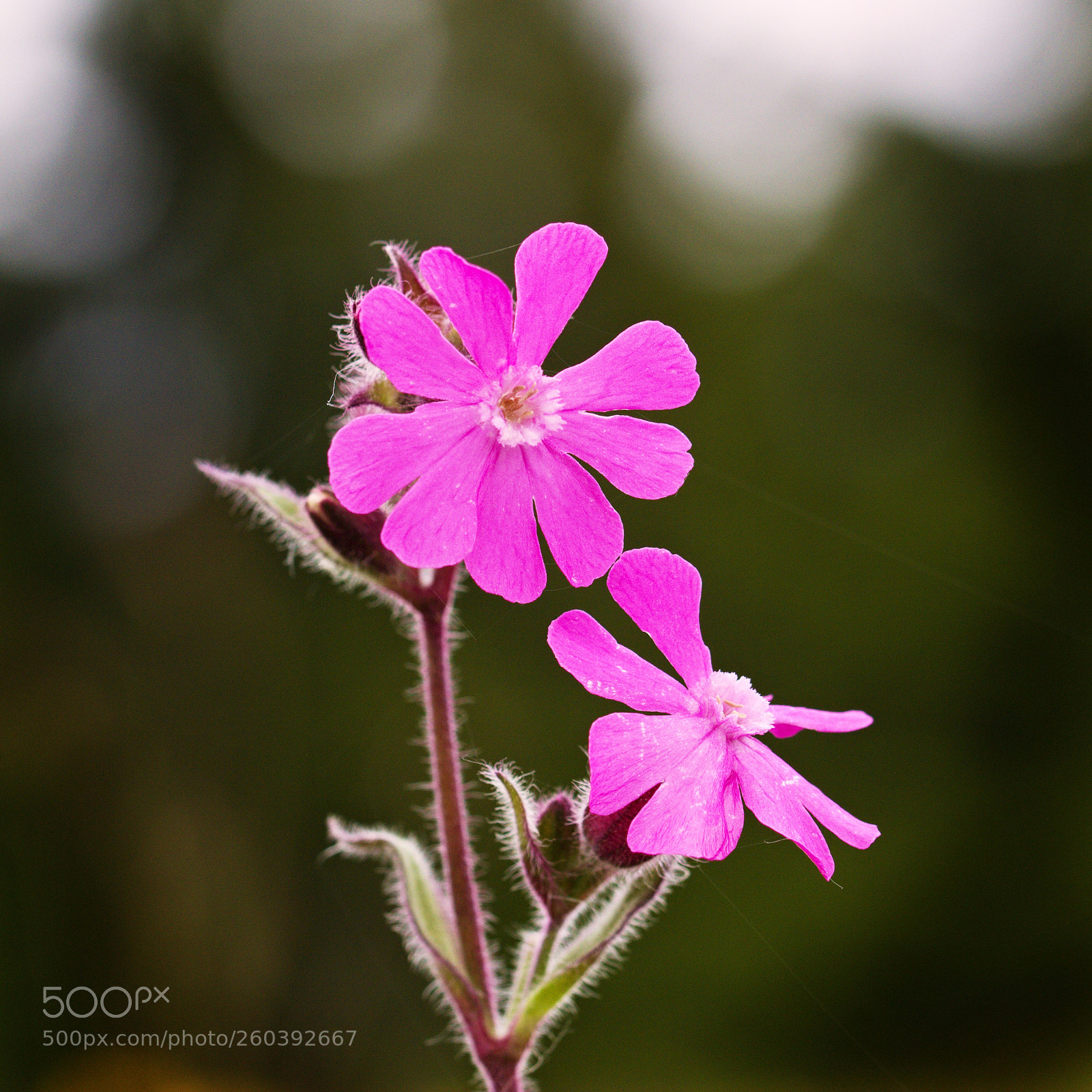 Canon EOS 600D (Rebel EOS T3i / EOS Kiss X5) sample photo. Silene dioica photography