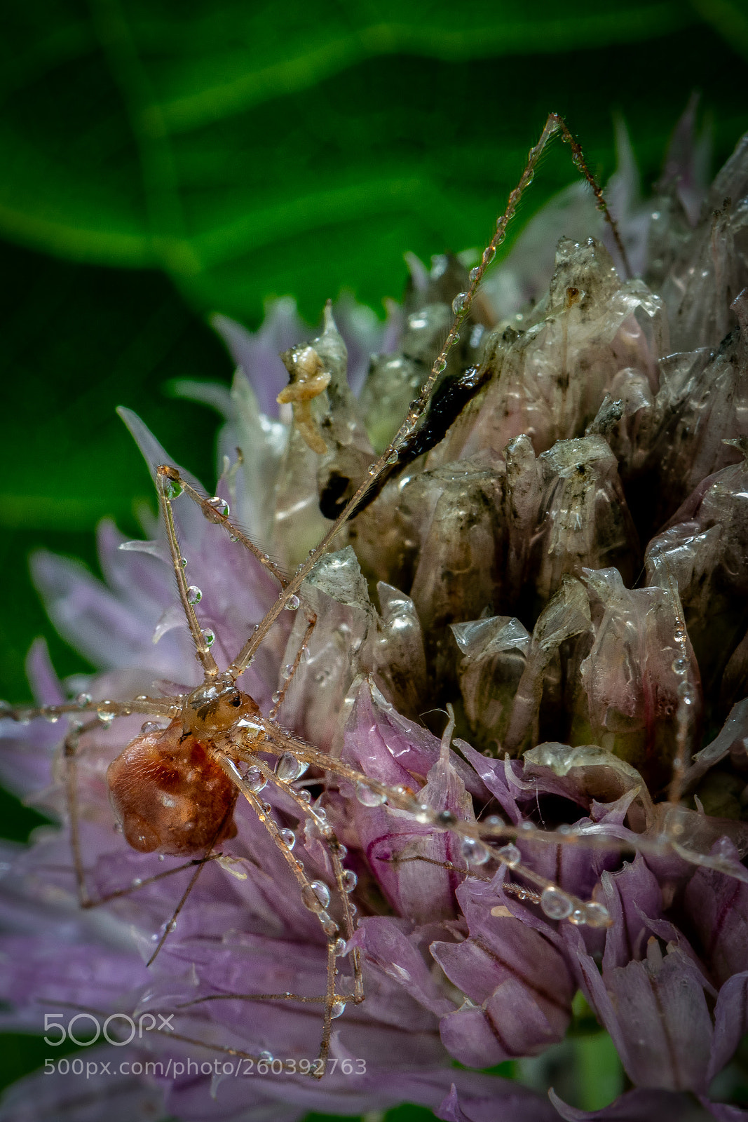 Nikon D5300 sample photo. Regen spin photography