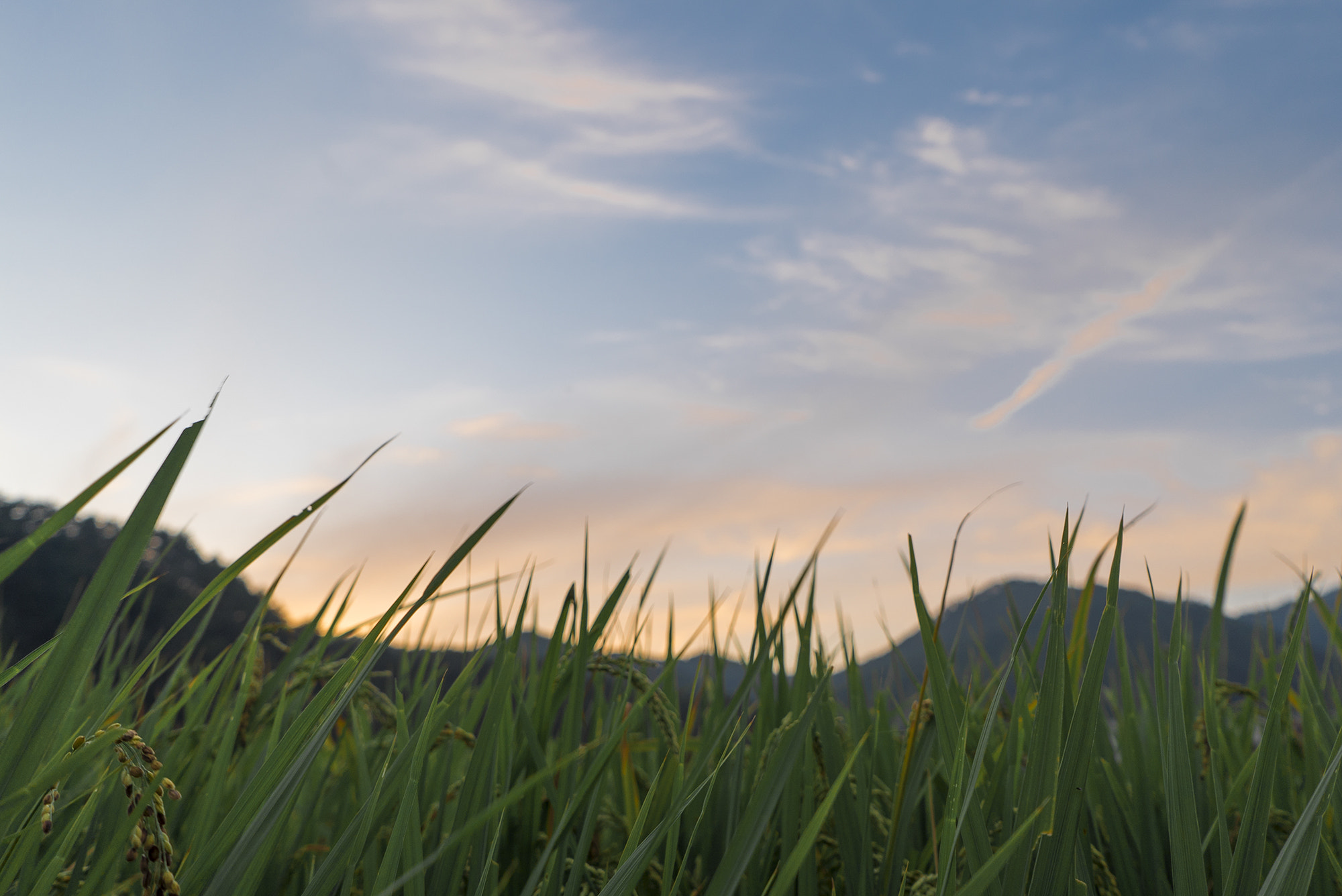 Sony a7S II sample photo. Sunset photography