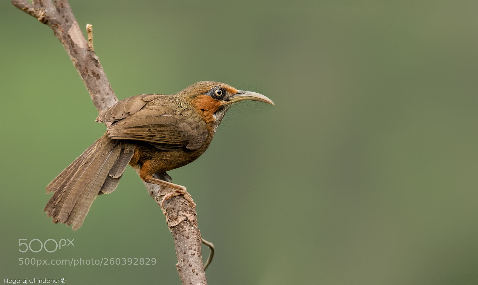 Nikon D5 sample photo. Rusty-cheeked scimitar babbler.. photography