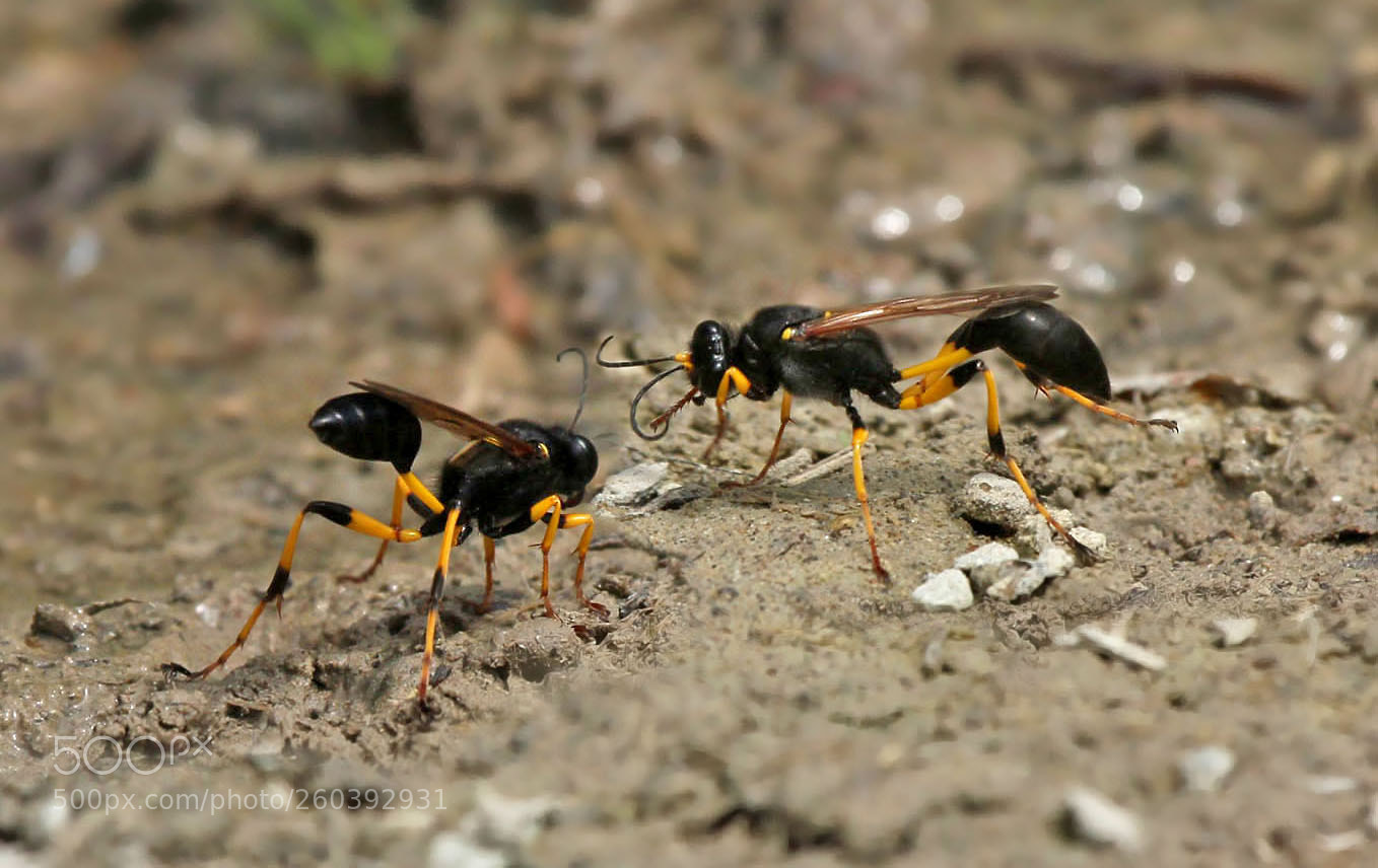 Canon EOS 60D sample photo. Watering place photography