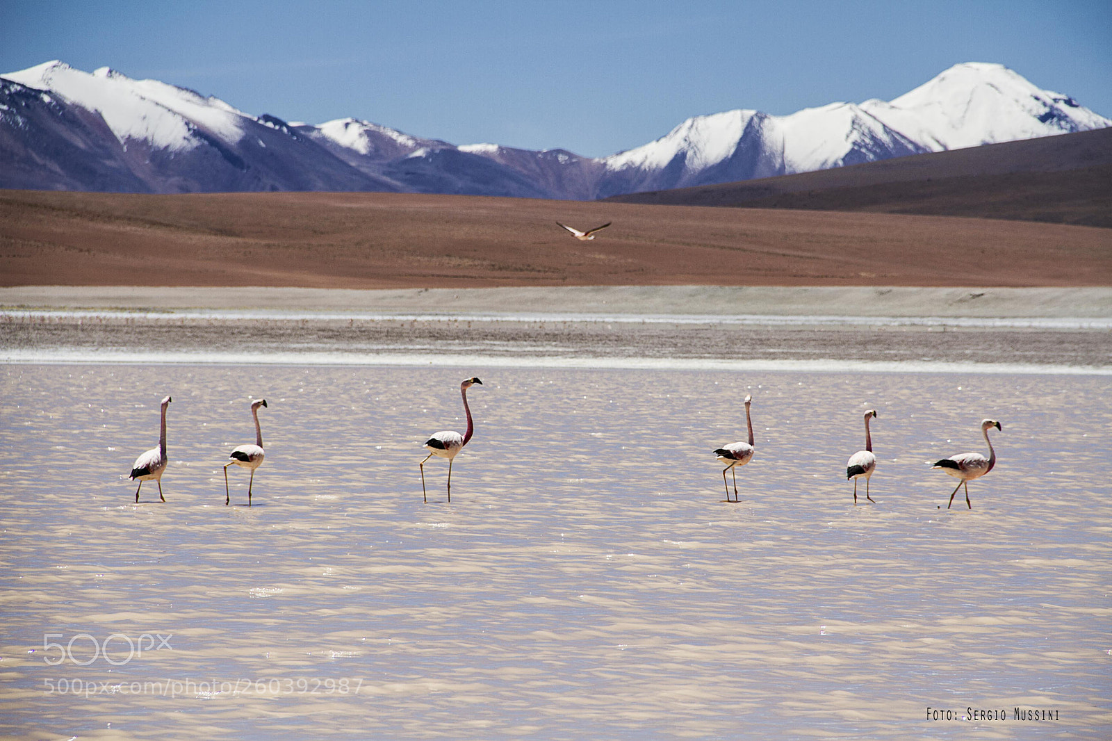Canon EOS 7D sample photo. Laguna hedionda - bolivia photography