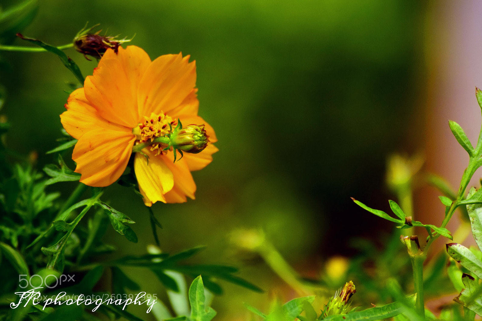 Nikon D5300 sample photo. Untitled photography