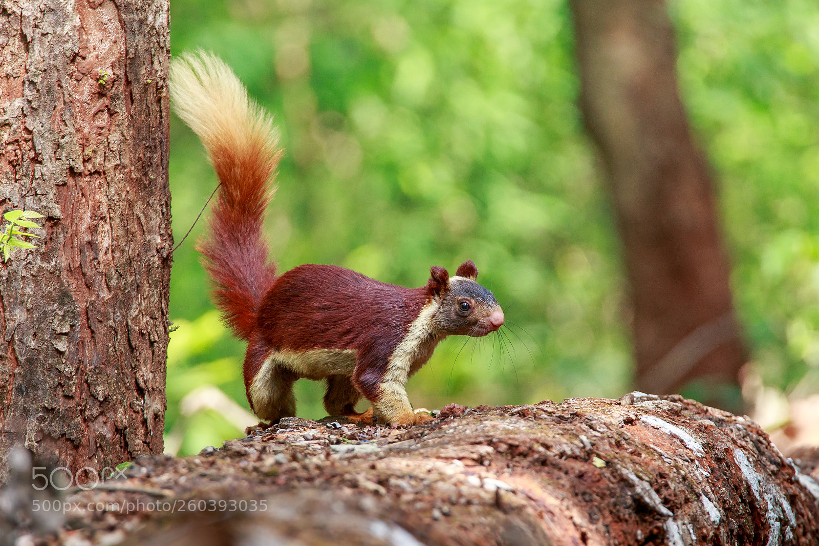 Canon EOS 6D sample photo. Malabar giant squirrel photography