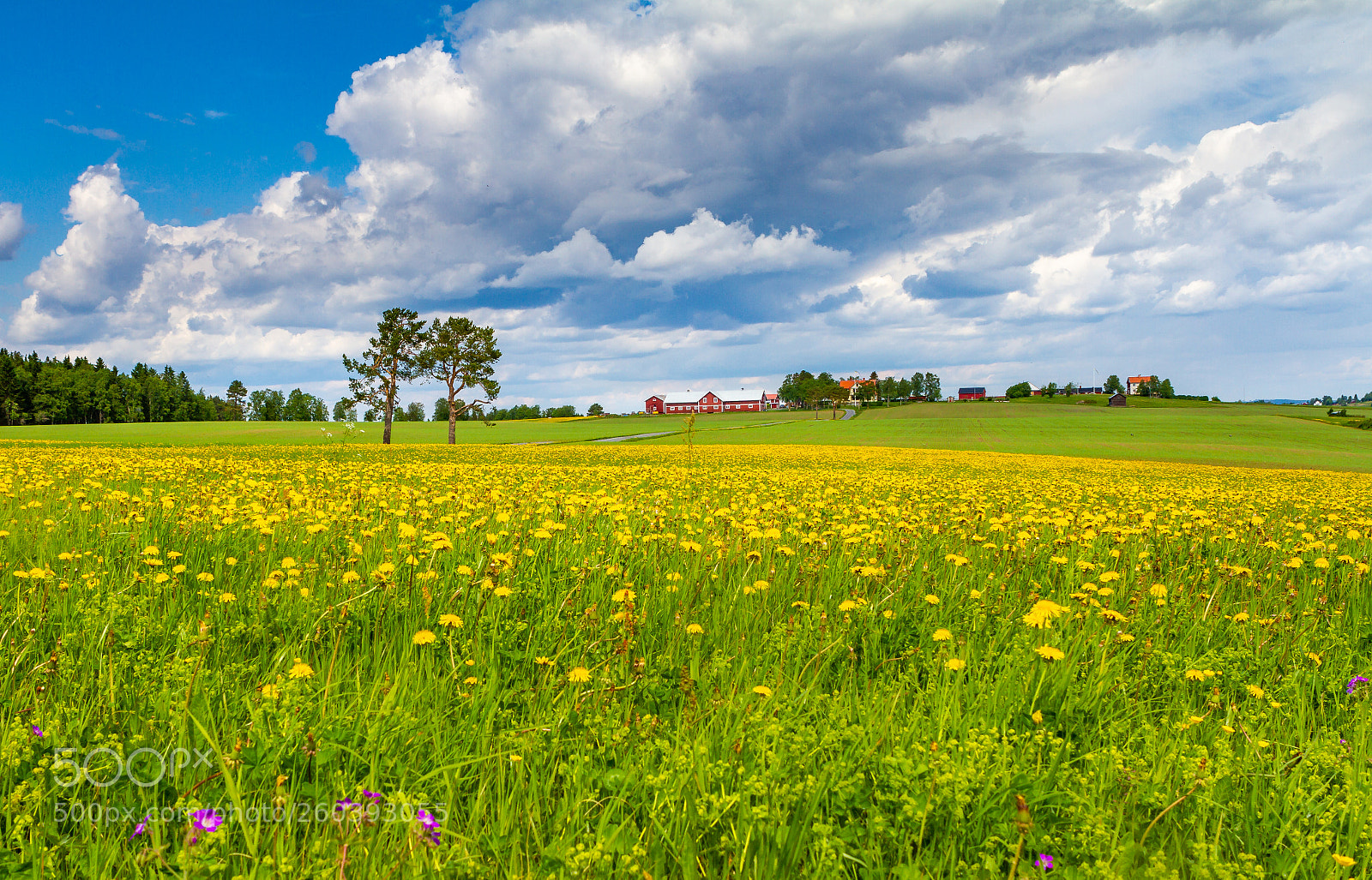 Canon EOS 7D sample photo. Fields of joy photography
