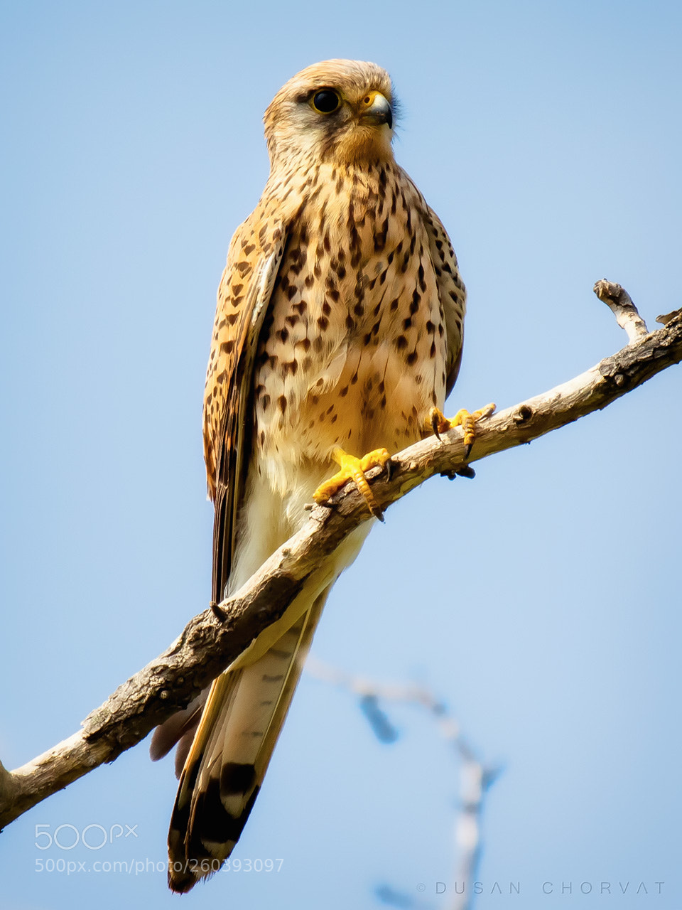 Canon EOS 7D Mark II sample photo. Falcon photography