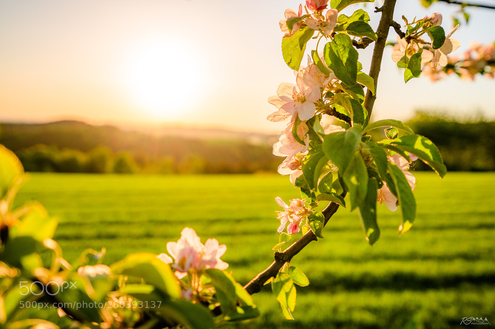 Sony a7R II sample photo. Sunset flowers photography