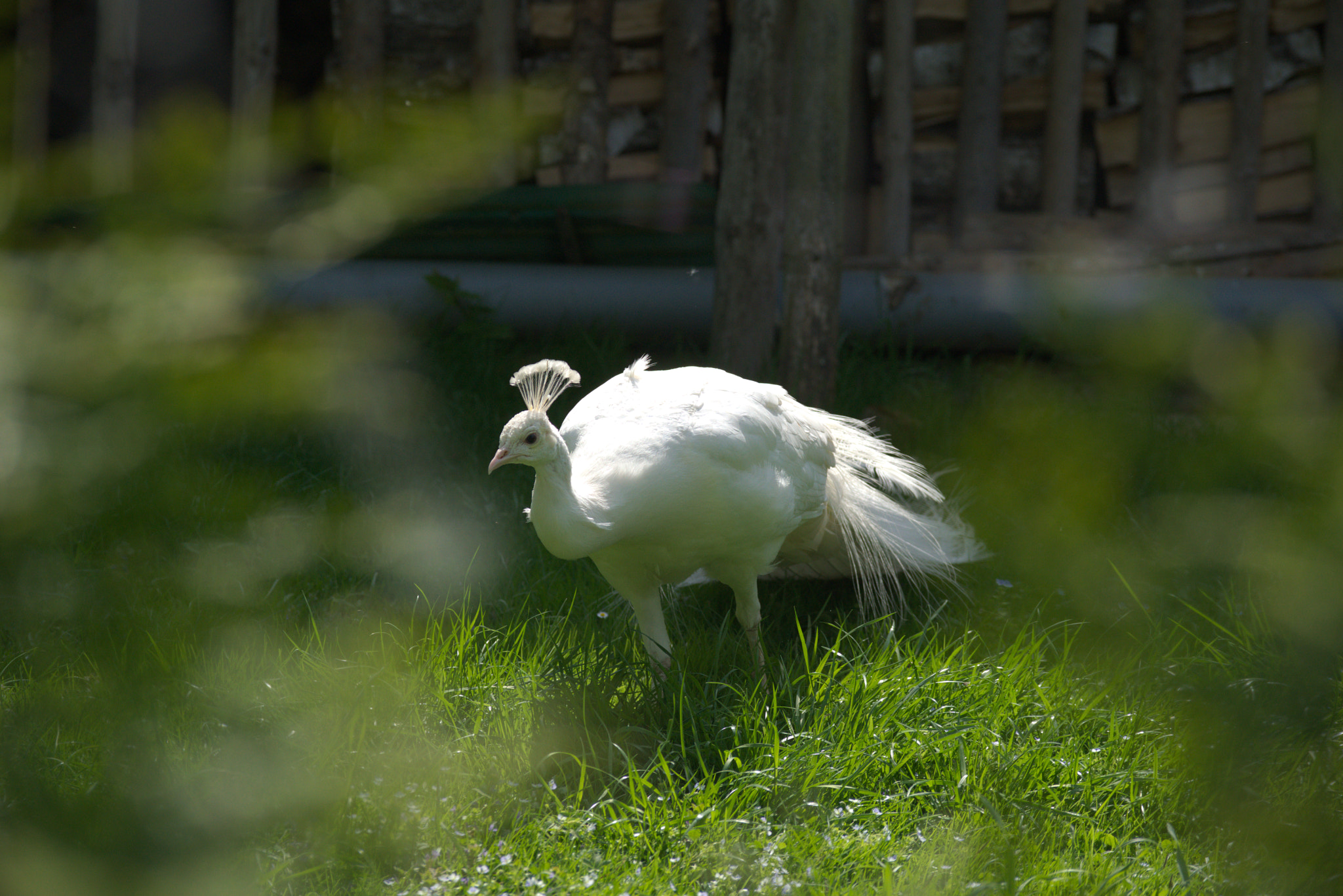 Nikon D3300 sample photo. Zamek blatna castle peacock photography