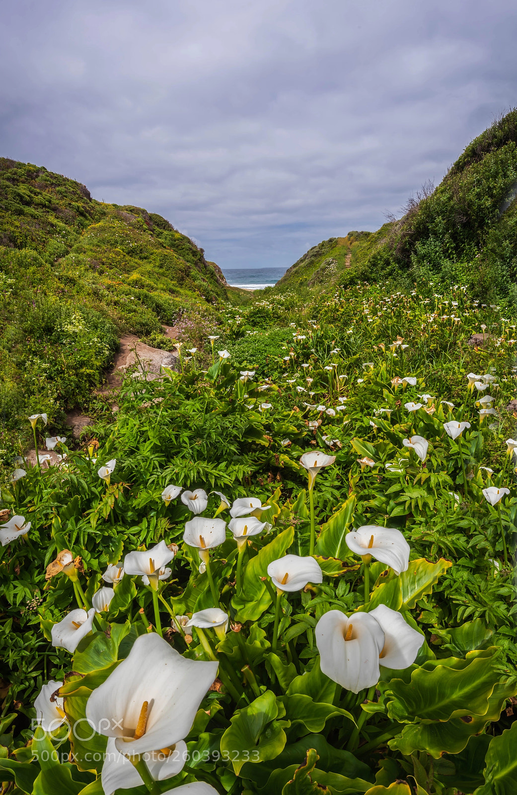 Nikon D810 sample photo. Calla lily valley photography
