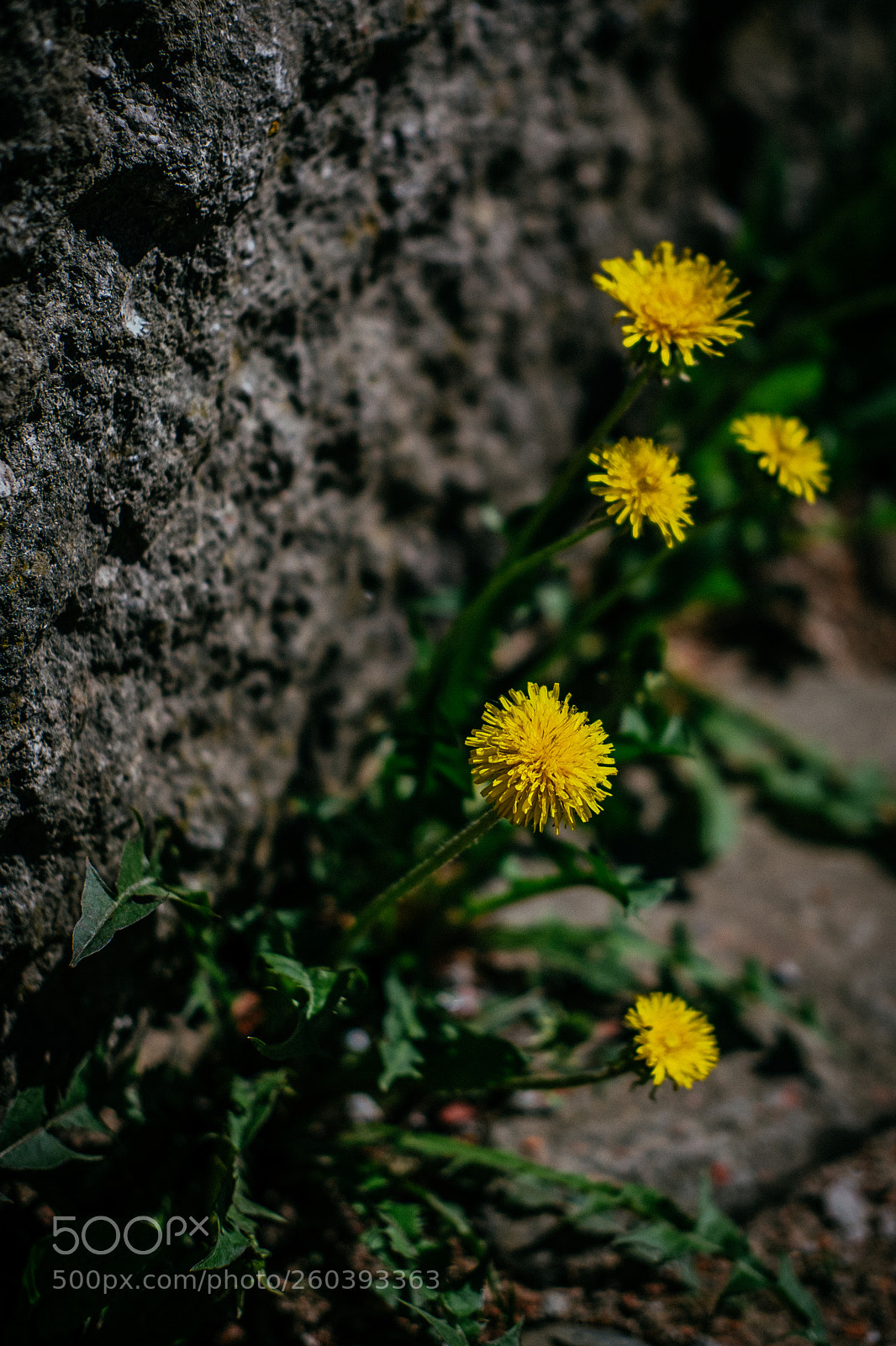 Fujifilm X-T1 sample photo. Stubborn photography