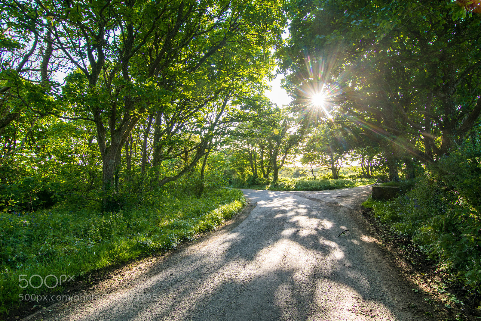 Nikon D3300 sample photo. Through the trees photography