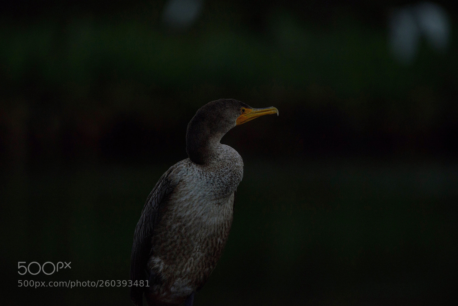 Nikon D800E sample photo. Cormorant  photography