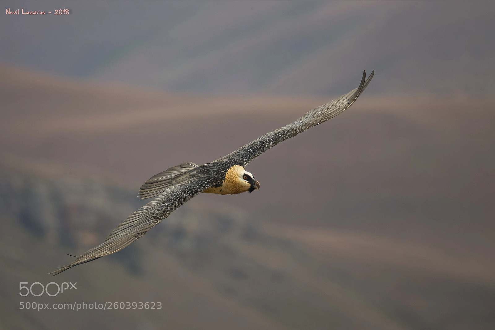 Canon EOS-1D X sample photo. Bearded vulture flight photography