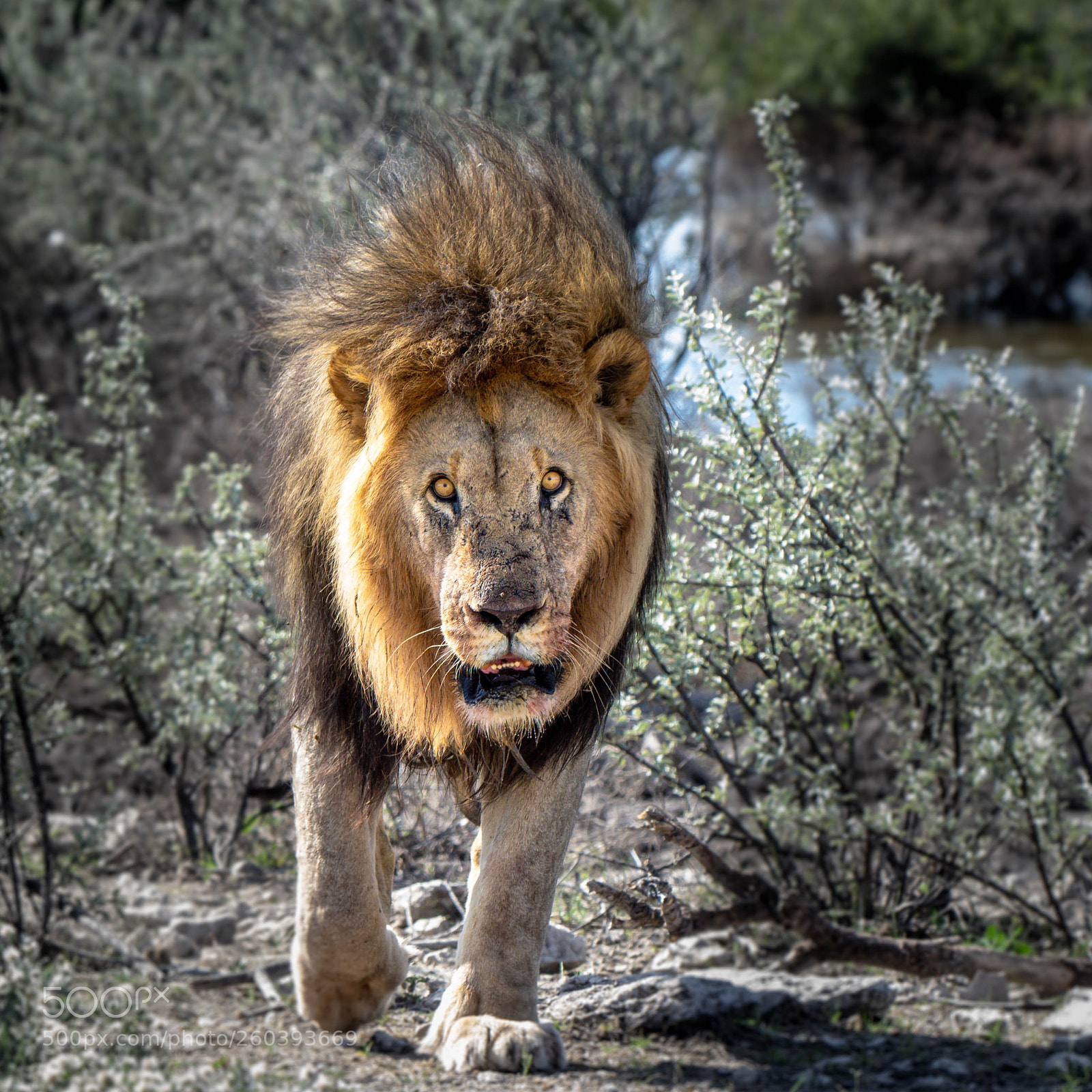 Pentax K-3 II sample photo. Lion, etosha photography
