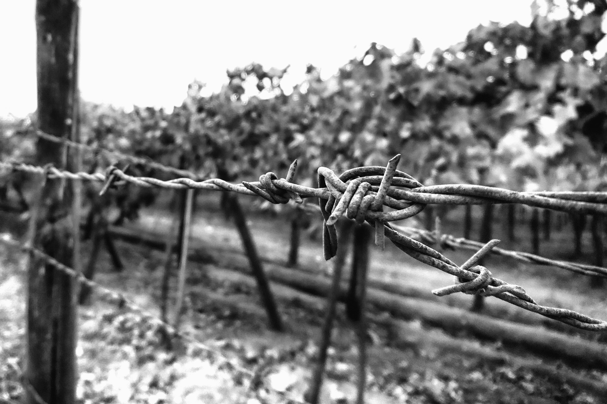 Sony Xperia X sample photo. Like thorns. photography