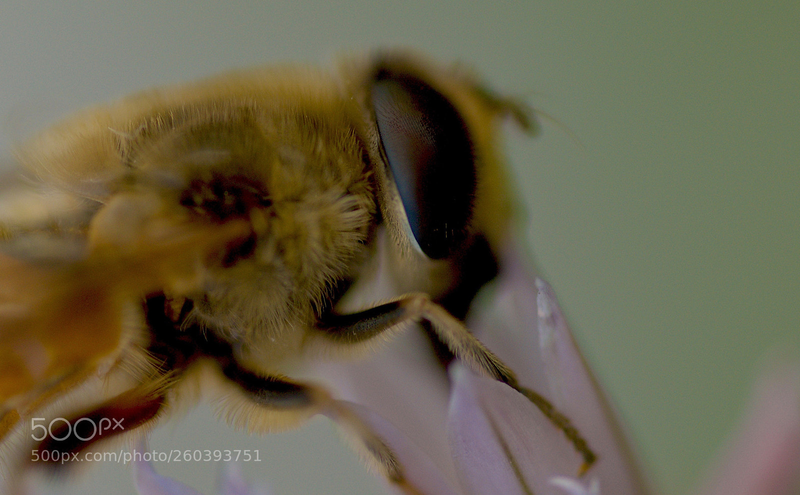 Nikon D7000 sample photo. Take a close look photography