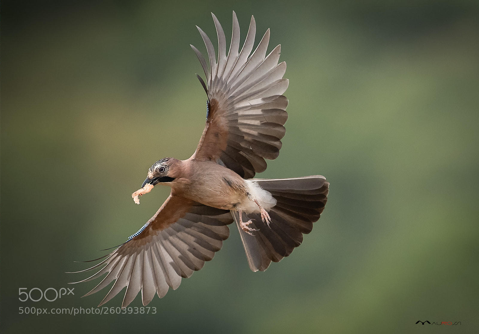 Nikon D5 sample photo. Ghiandaia - jaybird photography