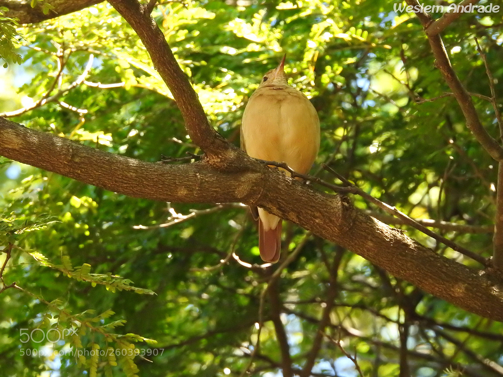 Nikon Coolpix P900 sample photo. Peitudo photography