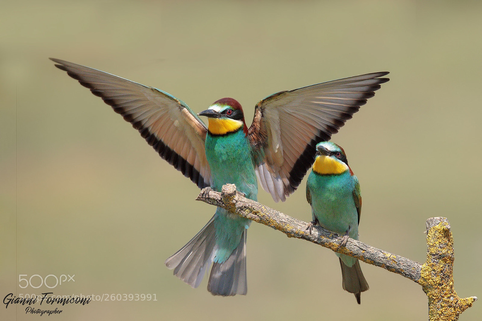 Canon EOS 5D Mark IV sample photo. Bee eater photography
