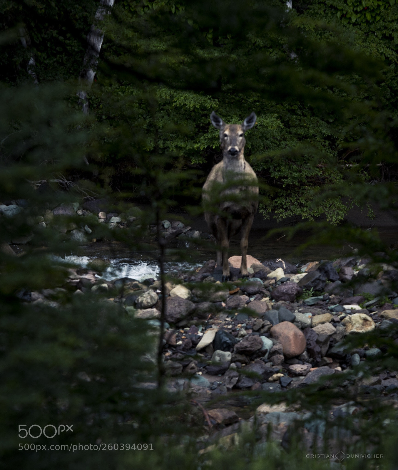 Nikon D810 sample photo. Hope photography