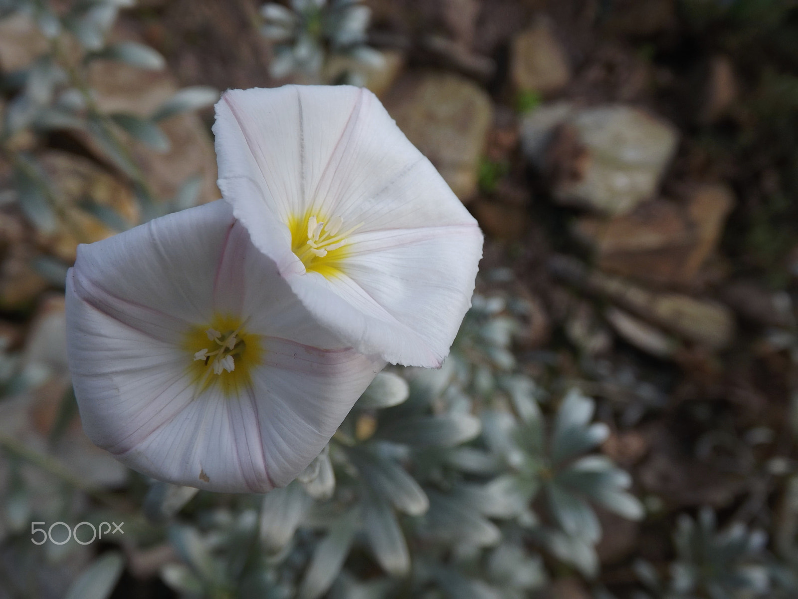 Fujifilm FinePix S4500 sample photo. White flowers photography