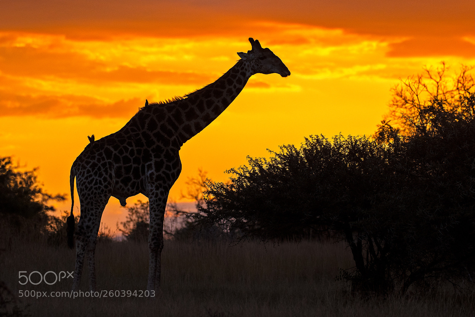 Nikon D810 sample photo. Sunset giraffe photography