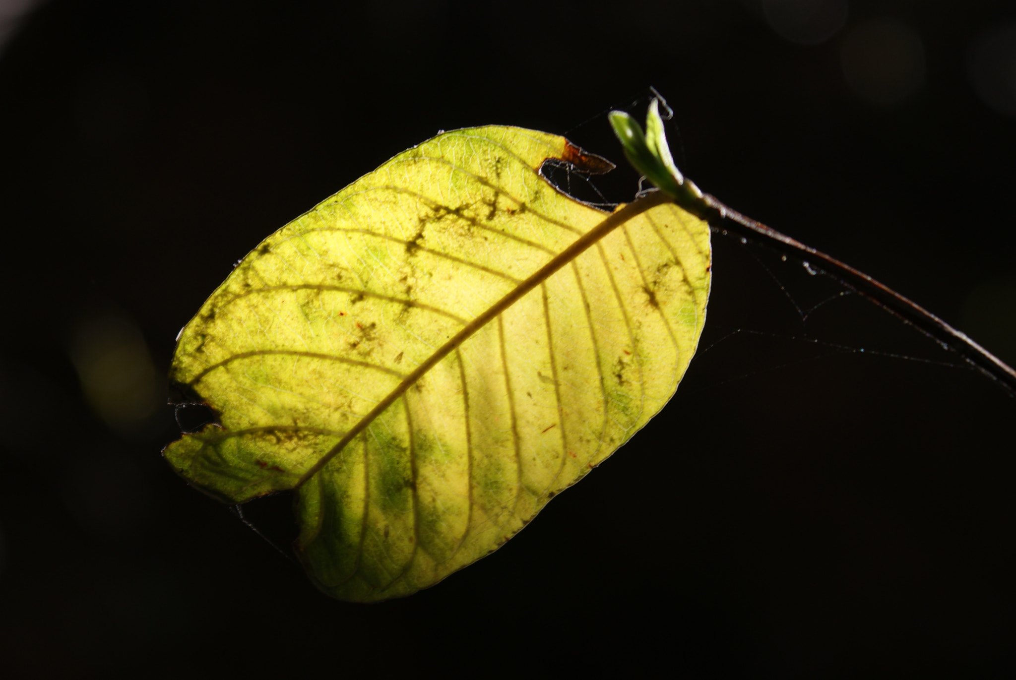 Sony DT 18-70mm F3.5-5.6 sample photo. Hoja photography