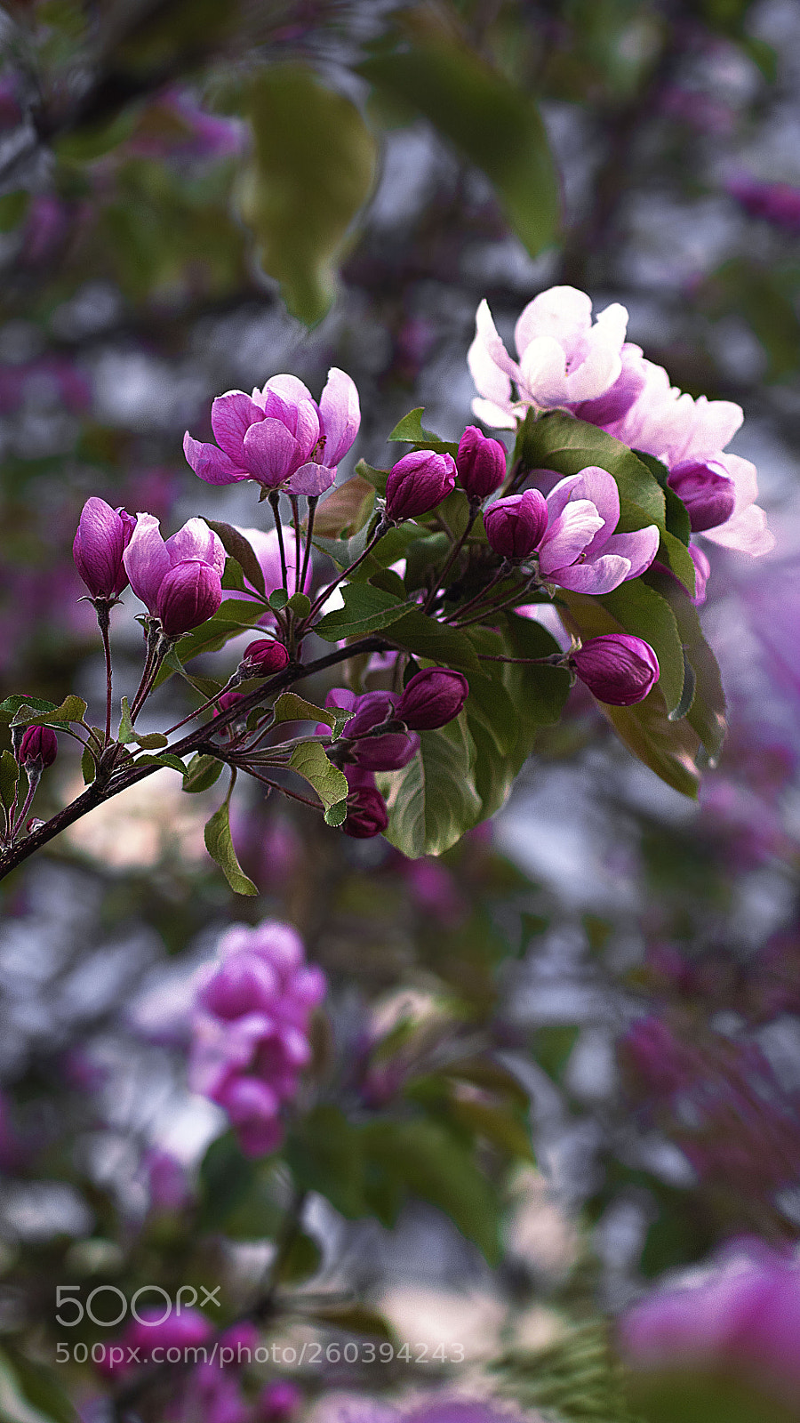 Panasonic Lumix DMC-GH4 sample photo. Яблоня в цвету. Сибирское лето photography