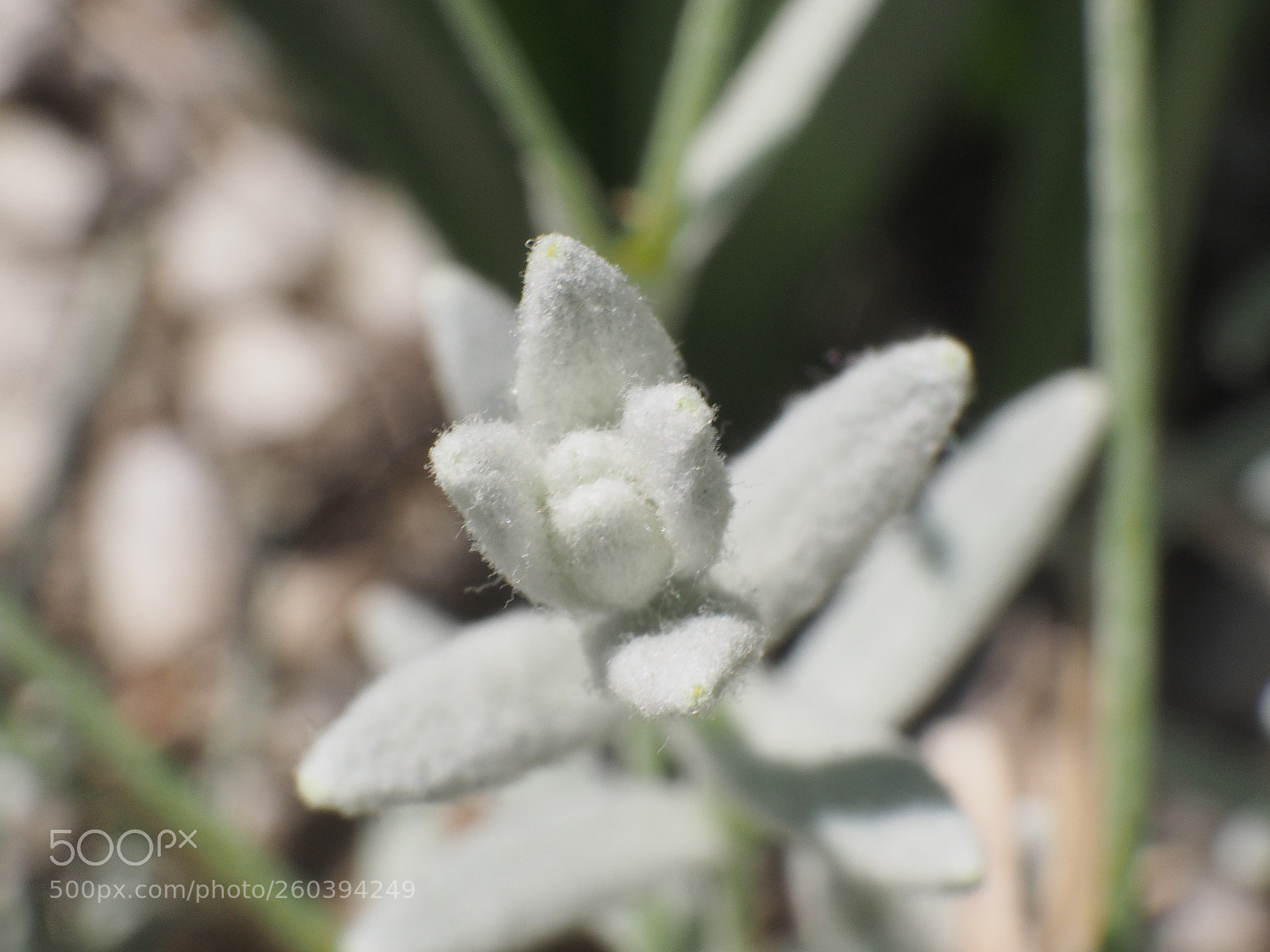 Olympus OM-D E-M10 II sample photo. The smallest details photography