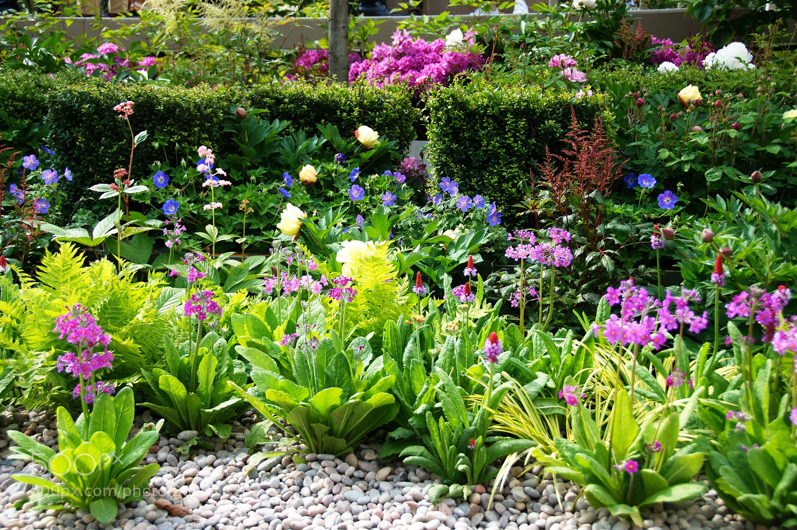 Nikon D300S sample photo. Wuhan water garden, chelsea photography