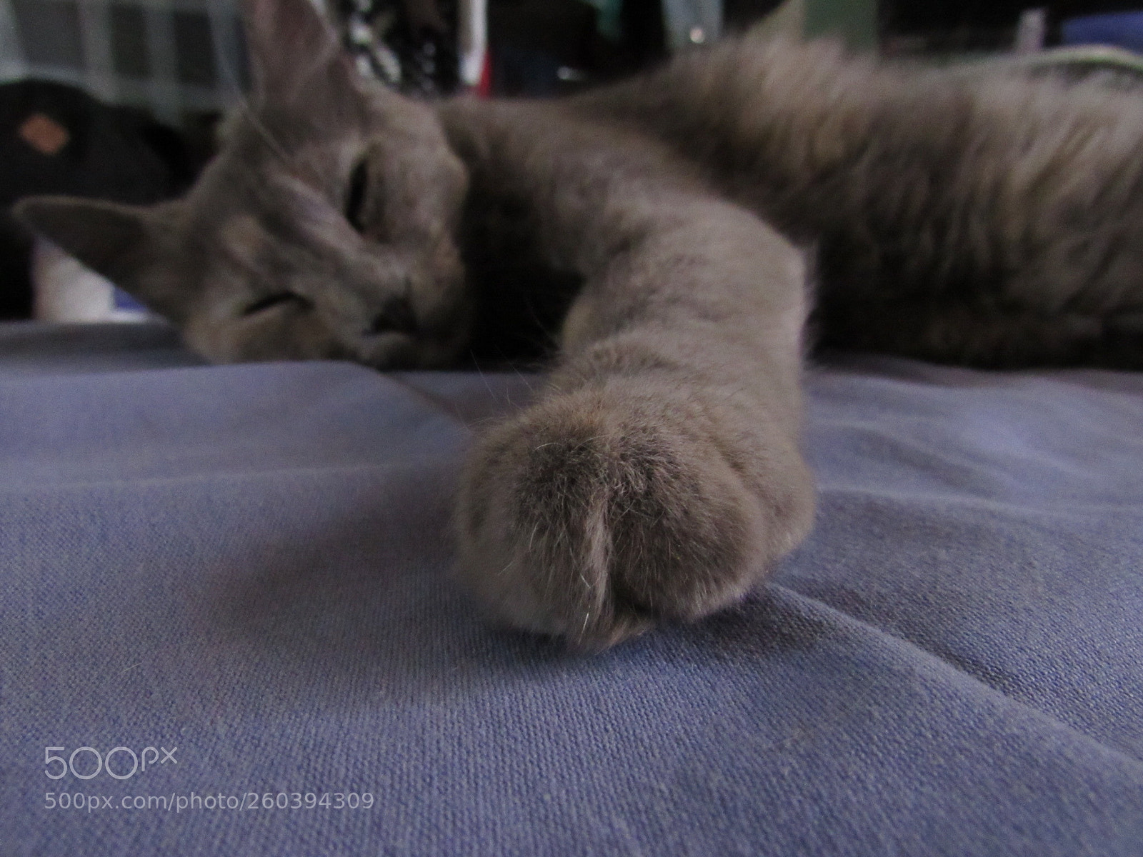 Canon PowerShot SX530 HS sample photo. Patita photography