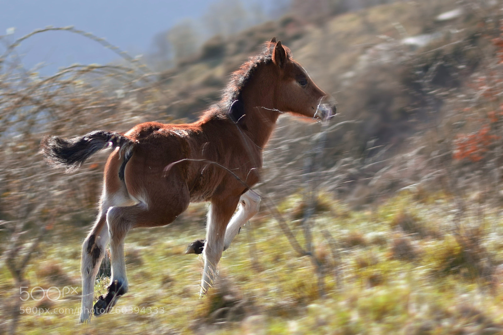 Nikon D3300 sample photo. - spirit - photography