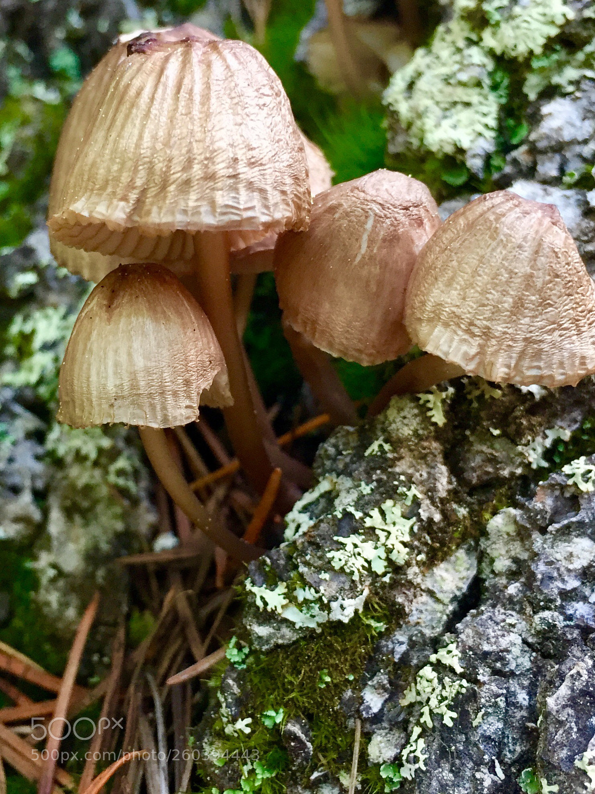 Apple iPhone 6 sample photo. Shroomies  photography