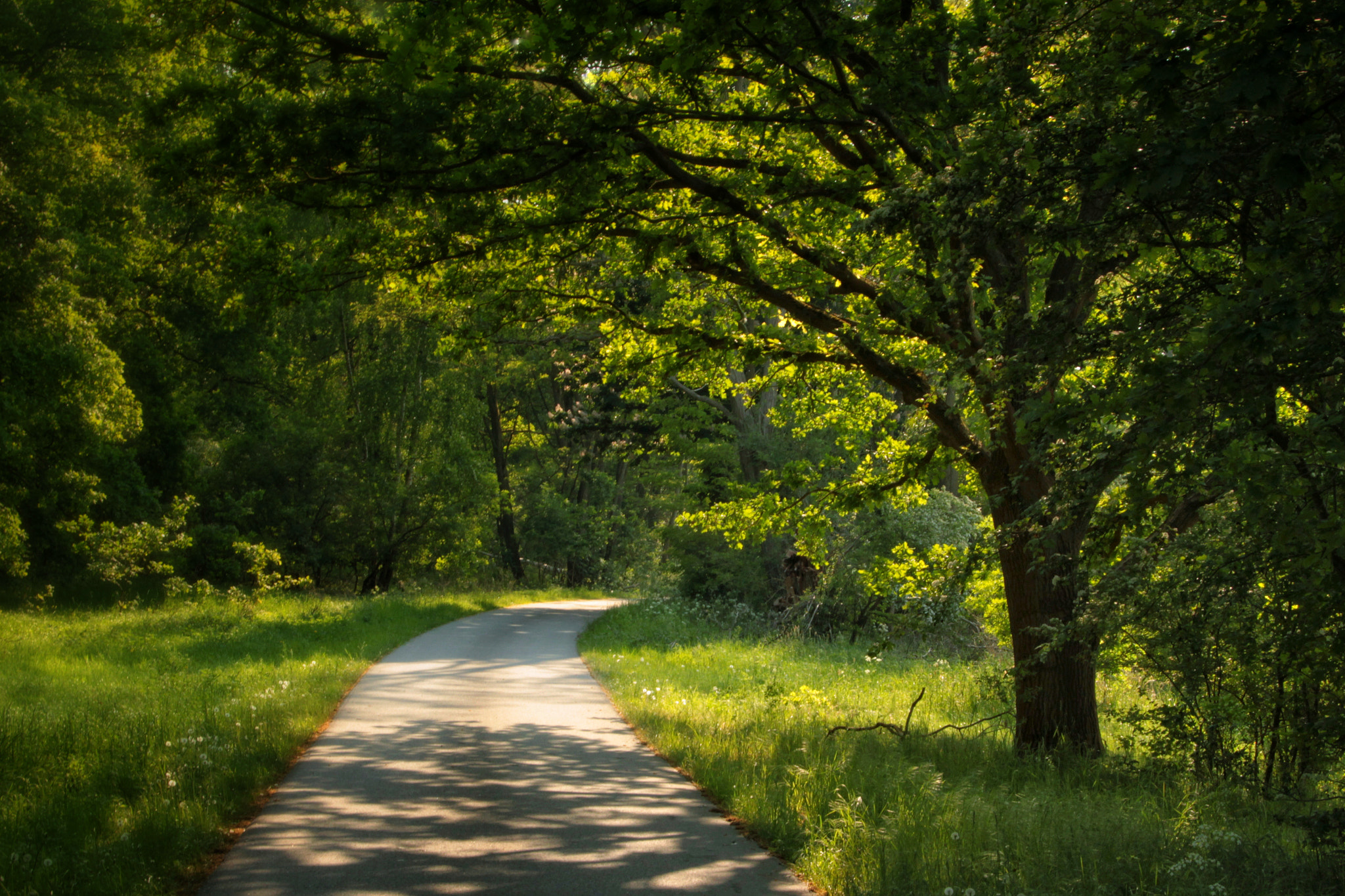 Canon EOS-1D Mark IV sample photo