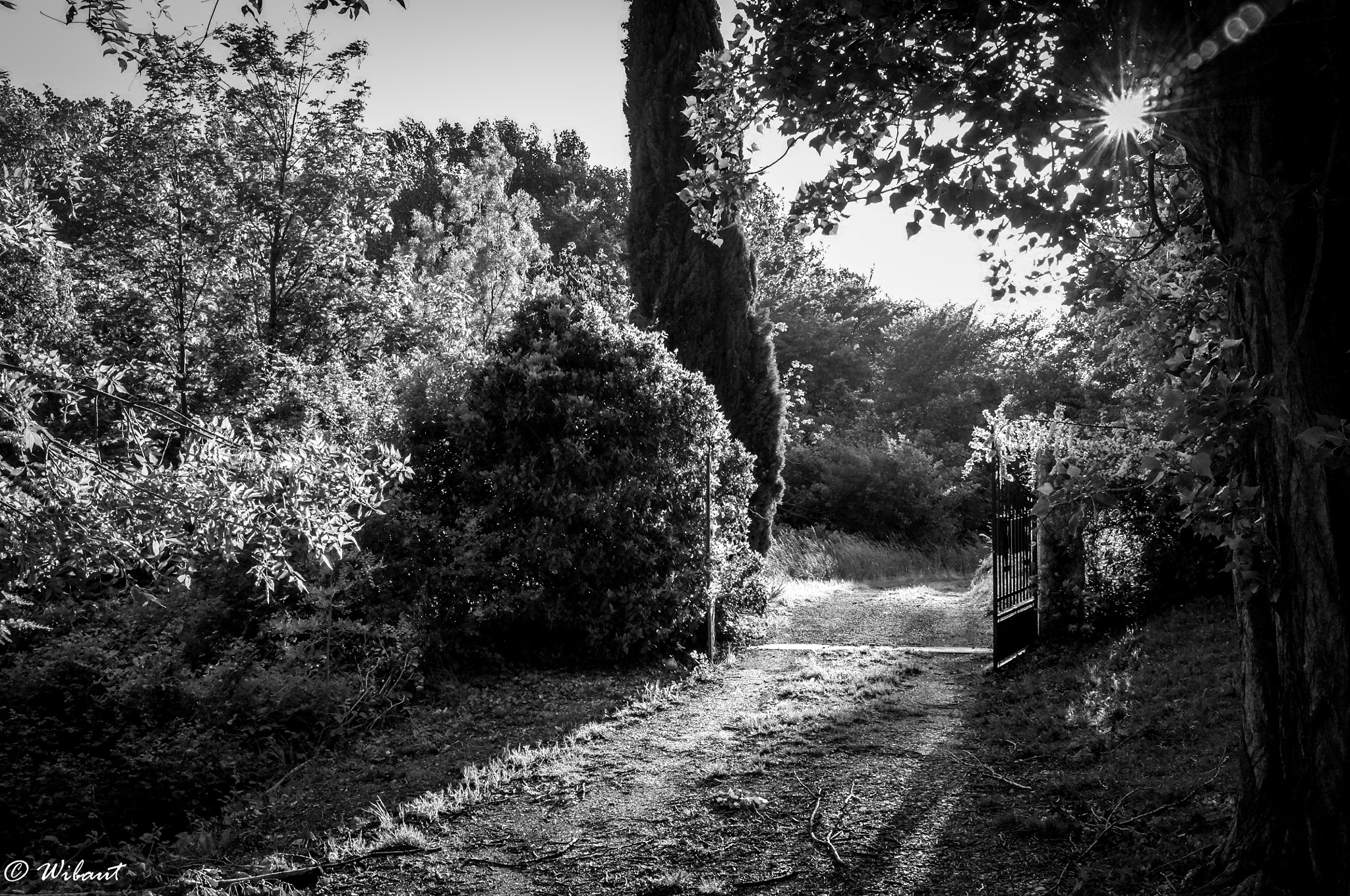 Fujifilm FinePix X100 sample photo. Let the sunshine in... photography