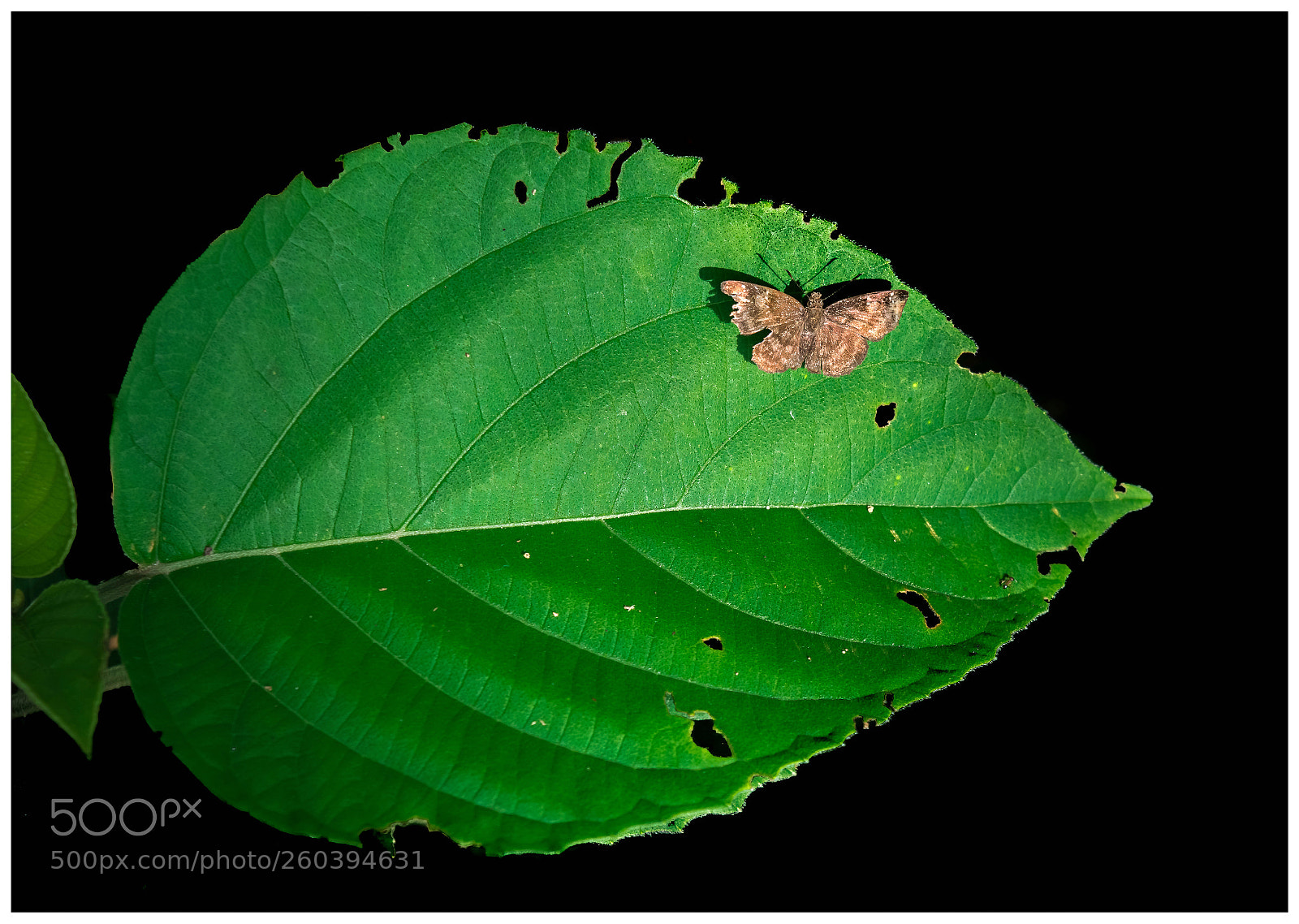 Nikon D5200 sample photo. Common small flat photography