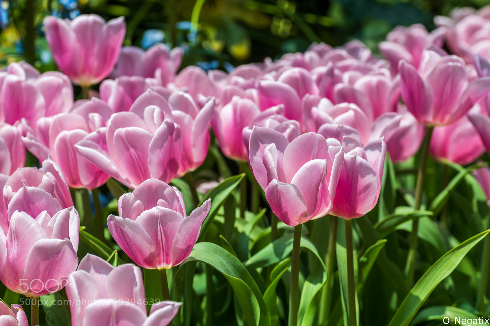 Nikon D850 sample photo. Tulip photography